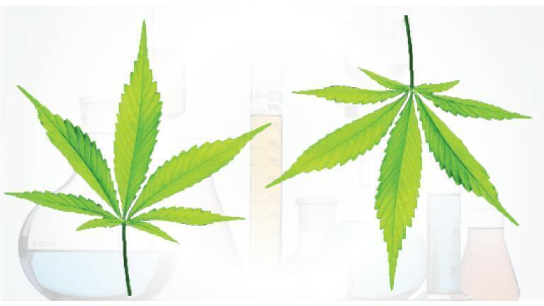 Fast and Easy Achiral & Chiral Analysis of Cannabinoids